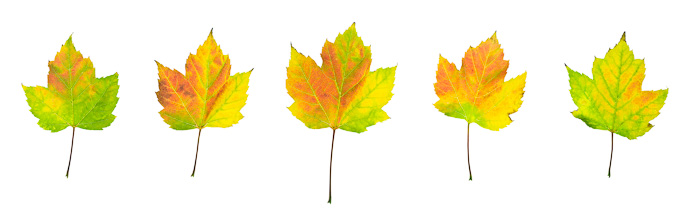 &nbsp;This simple image shows the gamut of colours which are displayed in Autumn. It also reveals the fact that the colour &nbsp...