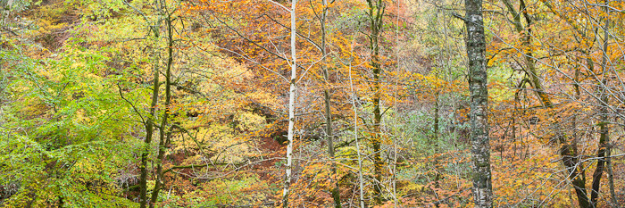 This panoramic photograph attempts to show the course of nature as Autumn progresses. It captures the last green leaves, stubbornly...