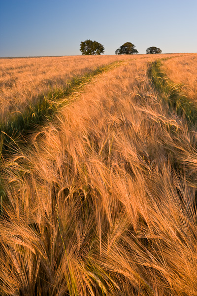 The first rays of the sun light up the ripening barley, giving it a luminous gold colour. Three trees on the horizon help to...