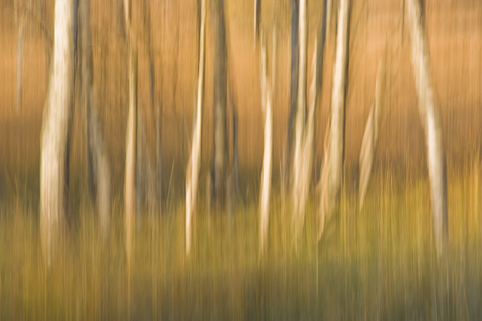 &nbsp;Bands of light were cast on these Birch trees by the rays of the setting sun. The harmonious tones couple with camera movement...
