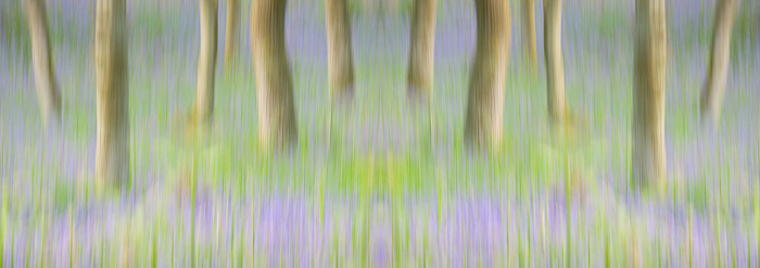 One of the challenges with photographing trees in woods is to get a pleasing composition. &nbsp;It often takes some time to find...