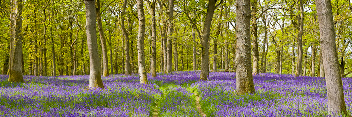 &nbsp;The Spring woodland floor was carpeted by thousands of bluebells, creating an incandescent mauve. Bees hummed in approval...