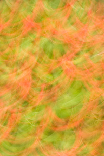 &nbsp;This Cotoneaster was growing in our garden, weighed down with an abundance of Autumn berries. By moving the camera in a...