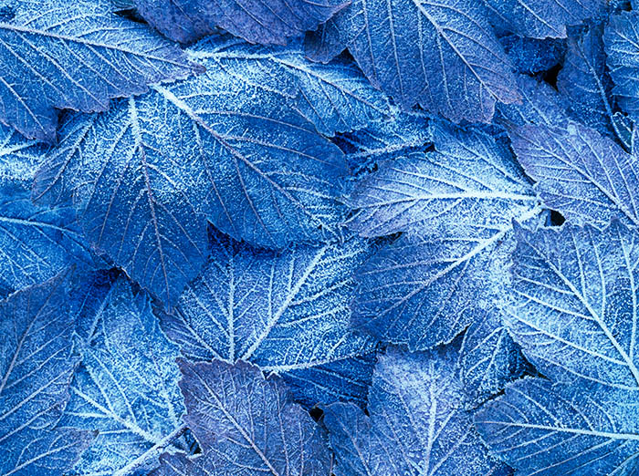 Abandoned leaves in the corner of our garden took on a new lease of life when a veil of frost descended. The dull, brown rather...