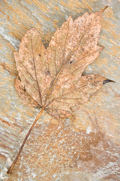 &nbsp;While wandering round a quarry, I came across this split rock face. I loved the harmonious brown tones the rock and leaf...