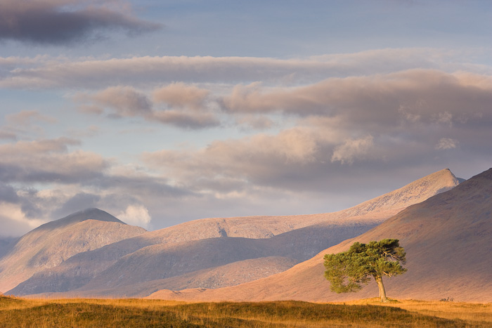 The emptiness of the landscape was punctuated by this lone Caledonian Pine, a remnant of great forests that used to cover much...