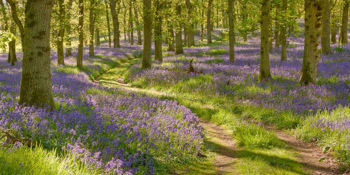 This is one of my favourite mass flower images. This Oak wood was truly an assault on the senses. The Spring flowers &nbsp;were...