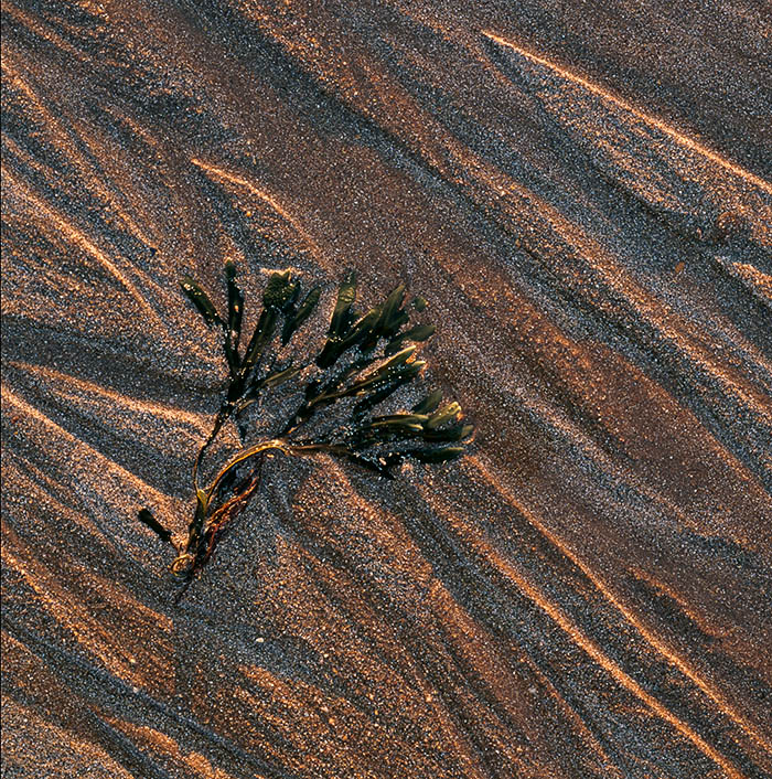 Often, picture opportunities present themselves right beneath our noses, or feet. So it was, as I wandered along a deserted beach...