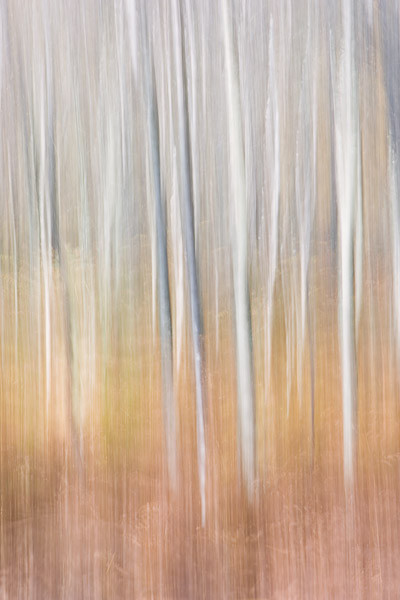&nbsp;These trees, standing in open shade, took on a blue cast from the clear sky above. I liked the muted colours in this image...