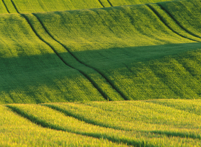 &nbsp;Late evening sunshine raked across the landscape, revealing every subtle fold in the field.&nbsp;