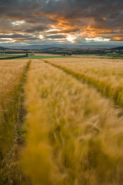 &nbsp;A glimpse of light at sunset helped lift the dark clouds above this windswept barley field.