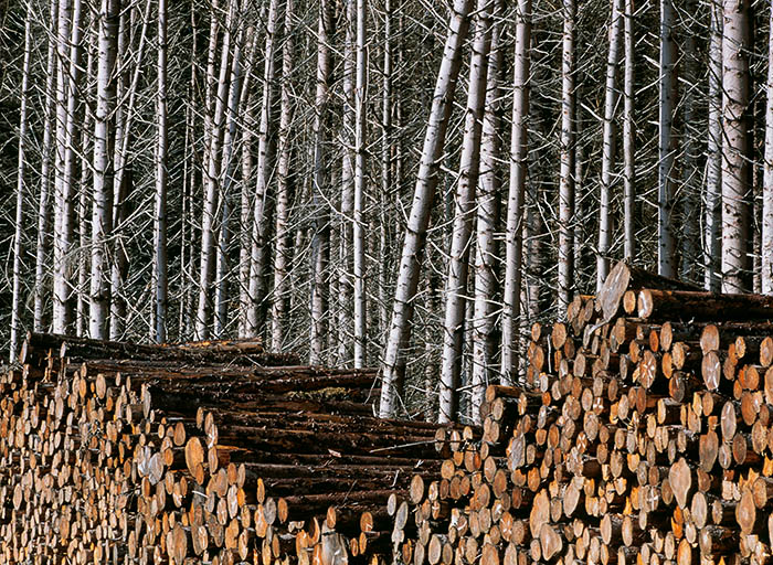 I have always found log stacks to be compelling subjects to photograph. It is something about their apparent order and repetition...