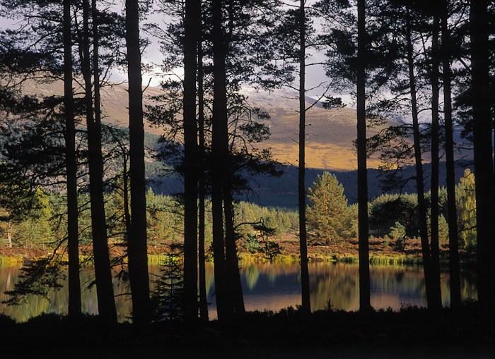 &nbsp;After spending a few hours walking round these lovely lochs in the forest, I was heading back to my car, when I saw the...