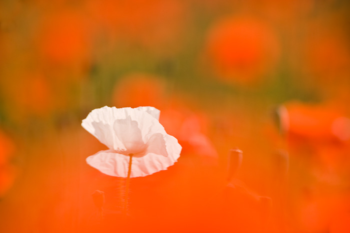 After being seduced by the mass of red poppies in this field, I noticed this lone white poppy out of the corner of my eye. By...